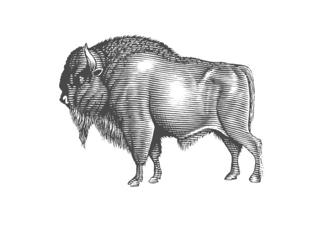bison 2